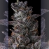 Semillas de marihuana feminizadas Ra Tah Tah de Compound Genetics Seeds, resina.
