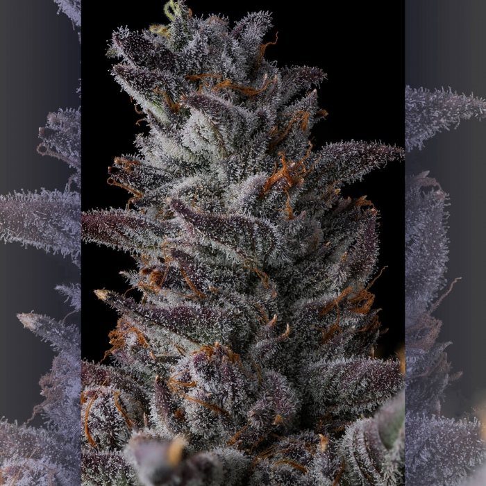 Semillas de marihuana feminizadas Ra Tah Tah de Compound Genetics Seeds, resina.