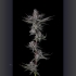 Semillas de marihuana feminizadas Ra Tah Tah de Compound Genetics Seeds, punta principal.