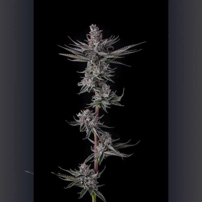 Semillas de marihuana feminizadas Ra Tah Tah de Compound Genetics Seeds, punta principal.