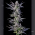 Semillas de marihuana feminizadas Runtz Carlton de Compound Genetics Seeds, cogollo.