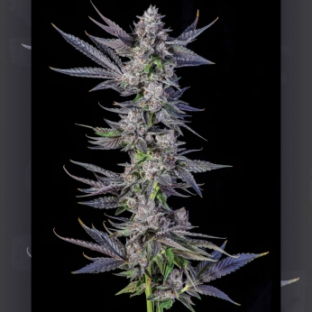 Semillas de marihuana feminizadas Runtz Carlton de Compound Genetics Seeds, cogollo.