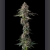 Semillas de marihuana feminizadas Versace Sour de Compound Genetics Seeds, punta principal.