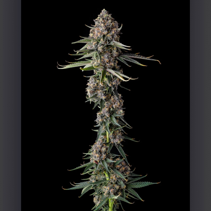 Semillas de marihuana feminizadas Versace Sour de Compound Genetics Seeds, punta principal.