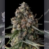 Semillas de marihuana feminizadas Versace Sour de Compound Genetics Seeds, cogollo.