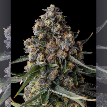 Semillas de marihuana feminizadas Versace Sour de Compound Genetics Seeds, cogollo.