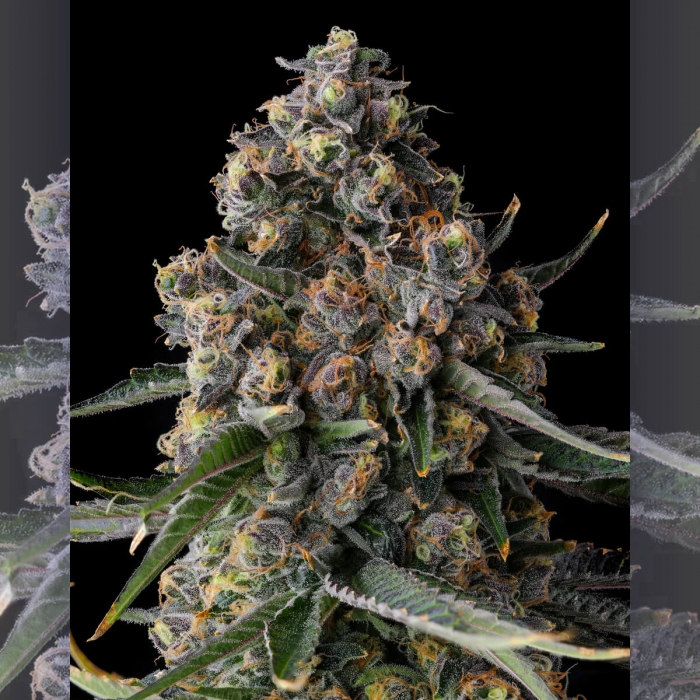 Semillas de marihuana feminizadas Versace Sour de Compound Genetics Seeds, cogollo.
