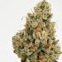 Semillas de marihuana regulares 4 Kings Regular de Massive Creations Seeds, cogollo.