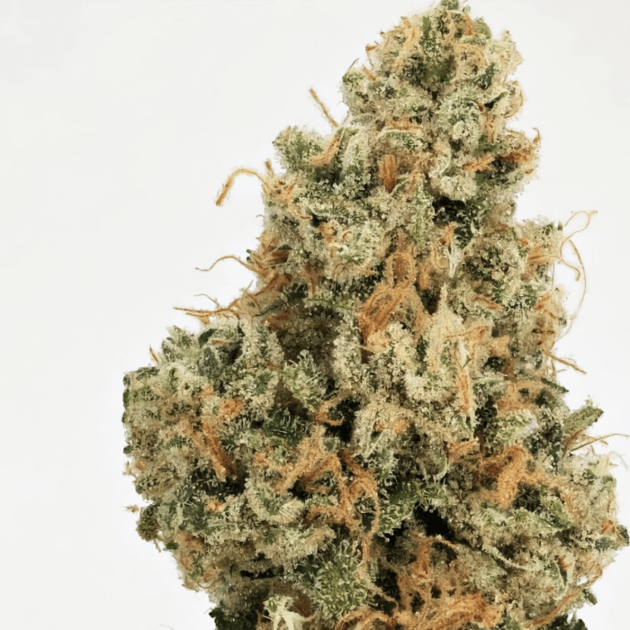Semillas de marihuana regulares 4 Kings Regular de Massive Creations Seeds, cogollo.