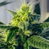 Semillas de marihuana regulares Dos Santos  de Massive Creations Seeds, cogollo.