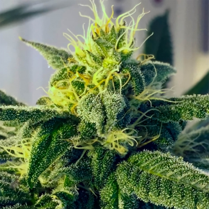 Semillas de marihuana regulares Dos Santos  de Massive Creations Seeds, cogollo.
