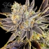 Semillas de marihuana regulares OZ #6  de Massive Creations Seeds, cogollo.