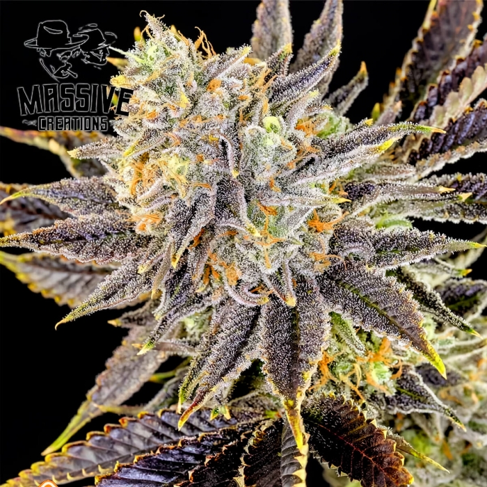 Semillas de marihuana regulares OZ #6  de Massive Creations Seeds, cogollo.