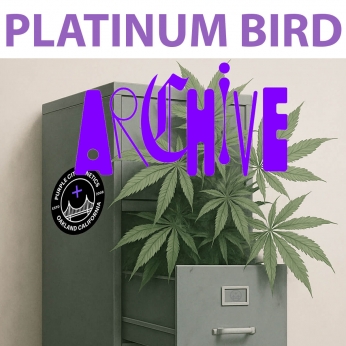 Semillas de marihuana feminizadas Platinum Bird (Purple City Genetics)