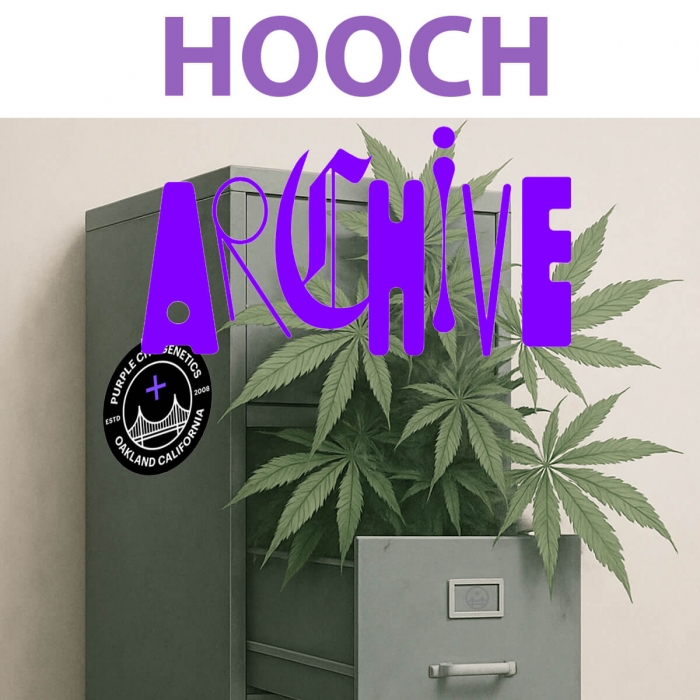 Semillas de marihuana feminizadas Hooch (Purple City Genetics)