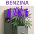 Semillas de marihuana feminizadas Benzina (Purple City Genetics)