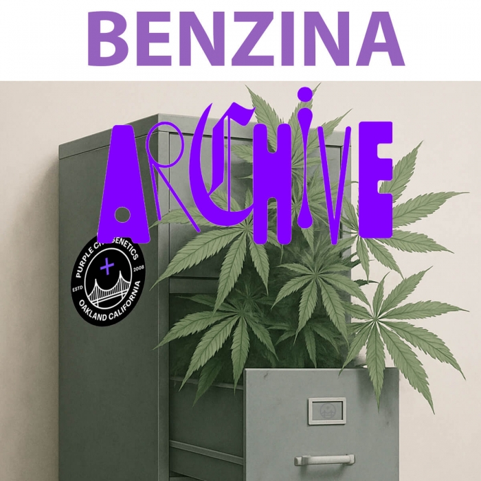 Semillas de marihuana feminizadas Benzina (Purple City Genetics)