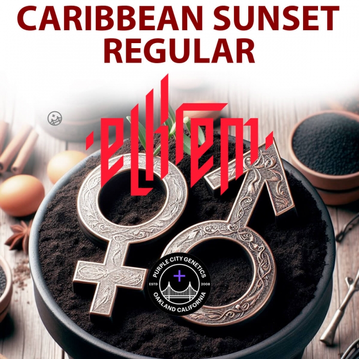 Semillas de marihuana feminizadas Caribbean Sunset Regular (Purple City Genetics)
