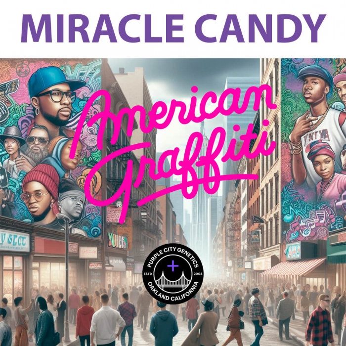 Semillas de marihuana feminizadas Miracle Candy (Purple City Genetics)