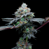Semillas de marihuana feminizadas Grape Runtz de Narcotik Seeds, cogollo.