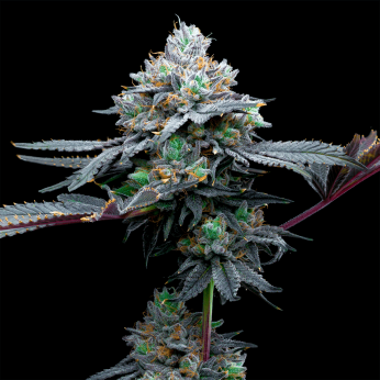 Semillas de marihuana feminizadas Grape Runtz de Narcotik Seeds, cogollo.