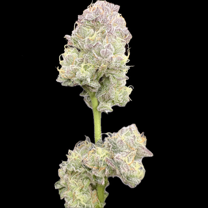 Semillas de marihuana feminizadas Wedding Mintz de Narcotik Seeds, punta.