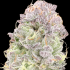 Semillas de marihuana feminizadas Wedding Mintz de Narcotik Seeds, cogollo resinoso.