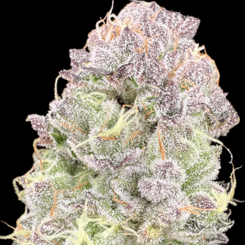 Semillas de marihuana feminizadas Wedding Mintz de Narcotik Seeds, cogollo resinoso.