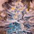Semillas de marihuana feminizadas Alien MAC de Narcotik Seeds, cogollo resinoso.