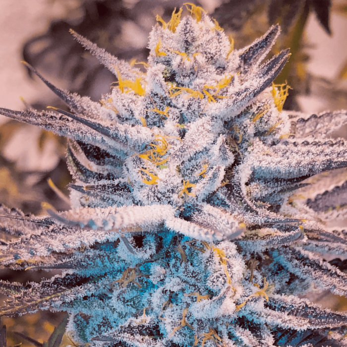 Semillas de marihuana feminizadas Alien MAC de Narcotik Seeds, cogollo resinoso.
