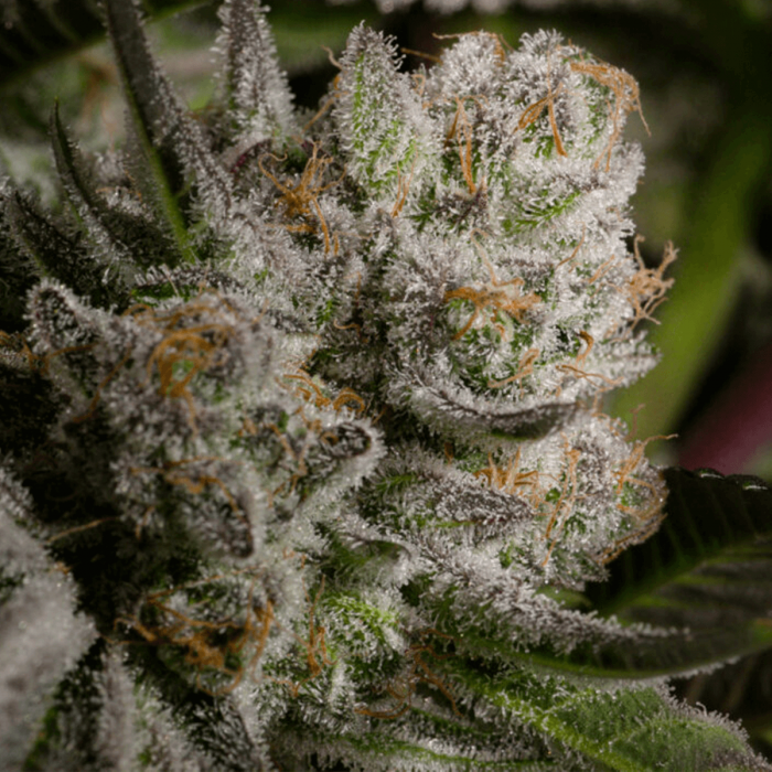 Semillas de marihuana feminizadas Gummie Cherry de Narcotik Seeds, cogollo resinoso.