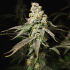 Semillas de marihuana feminizadas Pineapple Juice de Narcotik Seeds, cogollo resinoso.