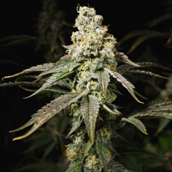Semillas de marihuana feminizadas Pineapple Juice de Narcotik Seeds, cogollo resinoso.
