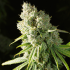 Semillas de marihuana feminizadas Mimosa Orange de Narcotik Seeds, cogollo resinoso.