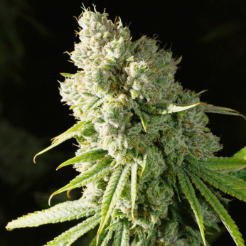 Semillas de marihuana feminizadas Mimosa Orange de Narcotik Seeds, cogollo resinoso.