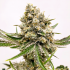 Semillas de marihuana feminizadas Watermelon Zkittlez de Narcotik Seeds, cogollo resinoso.
