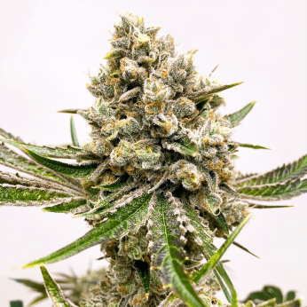 Semillas de marihuana feminizadas Watermelon Zkittlez de Narcotik Seeds, cogollo resinoso.
