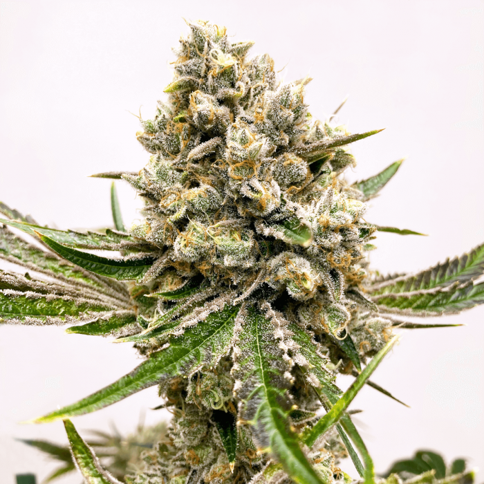 Semillas de marihuana feminizadas Watermelon Zkittlez de Narcotik Seeds, cogollo resinoso.
