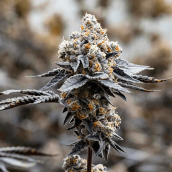 Semillas de marihuana feminizadas Gary Payton de Narcotik Seeds, cogollo resinoso.