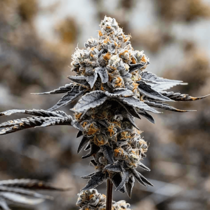 Semillas de marihuana feminizadas Gary Payton de Narcotik Seeds, cogollo resinoso.