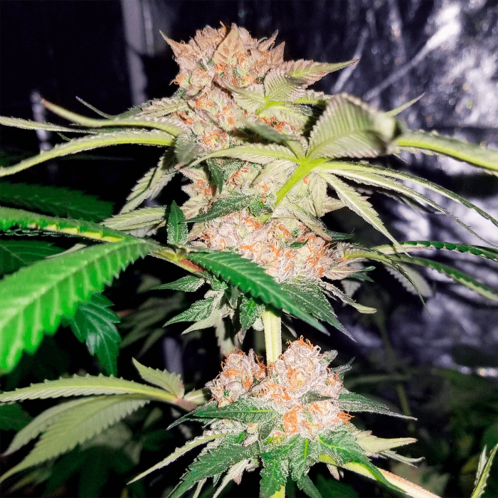 Semillas de marihuana feminizadas Zkittlez ?USA de Narcotik Seeds, punta principal.