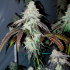 Semillas de marihuana feminizadas Zkittlez USA de Narcotik Seeds, cogollo resinoso.