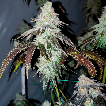 Semillas de marihuana feminizadas Zkittlez USA de Narcotik Seeds, cogollo resinoso.