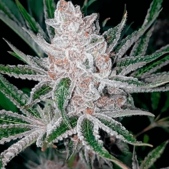 Semillas de marihuana feminizadas Tropican Pomelo de Narcotik Seeds, cogollo resinoso.