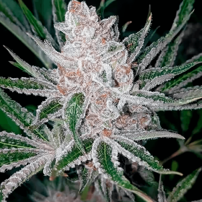 Semillas de marihuana feminizadas Tropican Pomelo de Narcotik Seeds, cogollo resinoso.