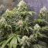 Semillas de marihuana feminizadas American OG de Narcotik Seeds, planta  de interior.