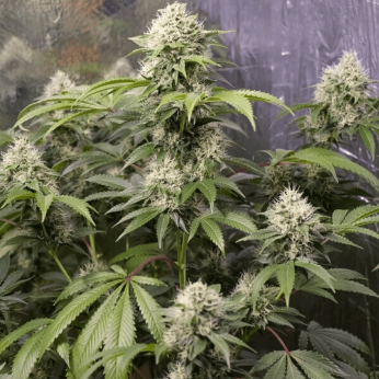 Semillas de marihuana feminizadas American OG de Narcotik Seeds, planta  de interior.