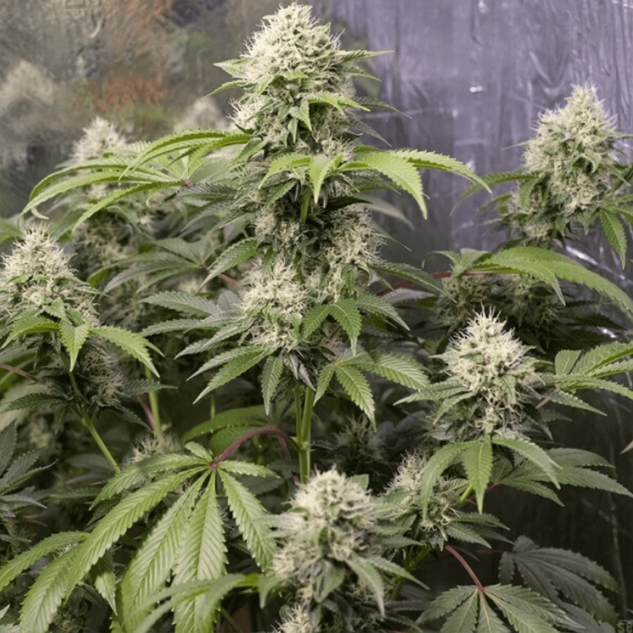 Semillas de marihuana feminizadas American OG de Narcotik Seeds, planta  de interior.