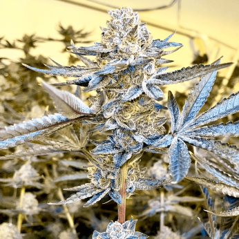 Semillas de marihuana feminizadas Jelousy de Narcotik Seeds, planta  de interior.