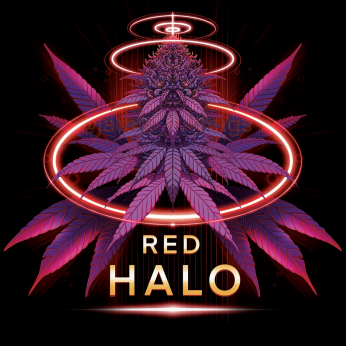 Semillas de marihuana feminizadas Red Halo de Conscious Seeds, cogollo enorme.